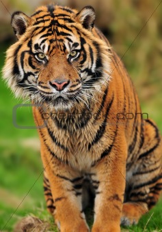 Endangered Sumatran tiger portrait