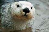 Cute white otter