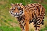Sumatran tiger portrait