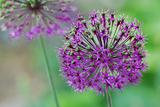 round purple flower