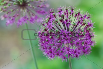 round purple flower