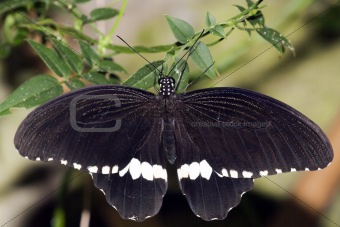 Common Mormon Papilio polytes Linnaeus, 1758