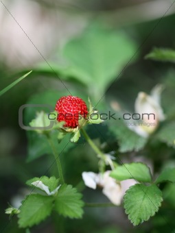 Beautiful wild wood strawberries bush on green background