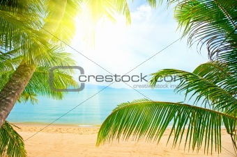 beach with palm tree over the sand