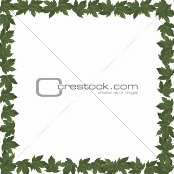 Frame green leaves
