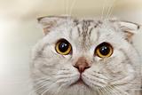 Gray scottish cat close up