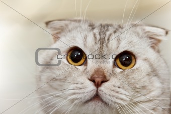 Gray scottish cat close up