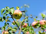 Apple on a tree 