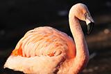 Flamingo portrait