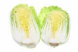 Chinese Cabbage 