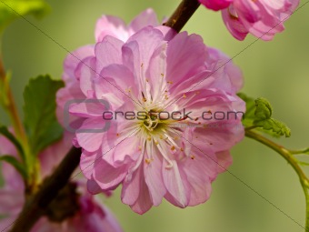 Branch of a blossoming Oriental cherry
