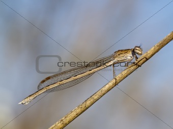 Dragonfly on the dried up stalk of a grass