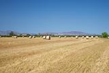 hay cylinder field