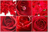 Collage of six images with red roses