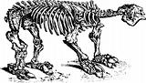 Animal skeleton