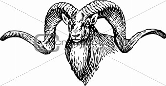 Goat's head