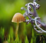 Mushroom and lichen