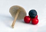 Mushroom, cranberries and blue berry