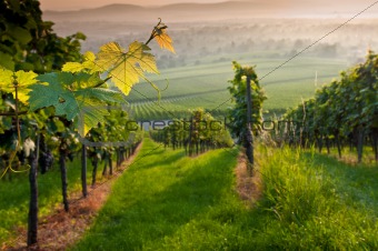 Vines in summer