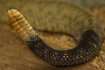 Rattle of a Rattlesnake