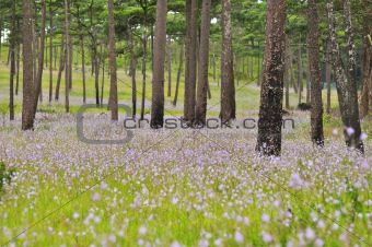 Pine field on Phu Soi Dao National Park