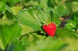 Close up ripe strawberry in the field