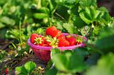 Fresh strawberries in basket