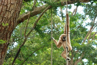 The brown gibbon