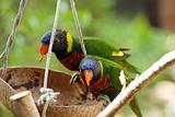 Two parrots eating food