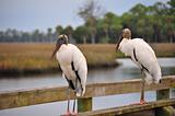Two Wood Stork on Pier