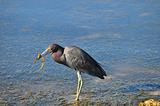 Blue Heron with Dinner