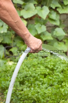 Woman hand with pipe watering garden