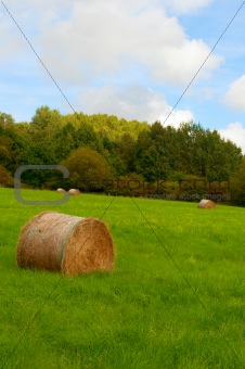 Harvested Meadow