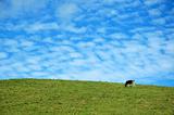 Cow on a blue sky