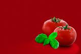 Two tomatoes with green basil