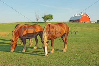 Horses and a barn