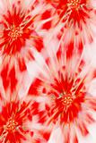 Red floral abstract background
