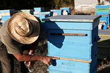 Beekeeper inspecting bees