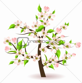 Blossoming apple tree