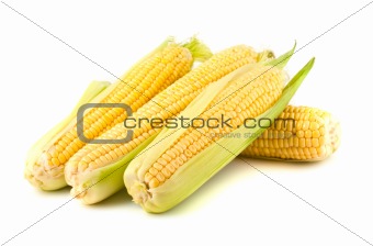 Ripe yellow corn