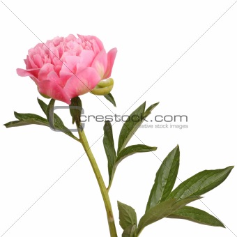 Pink peony flower and stem