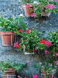 flowers in pots on wall in france