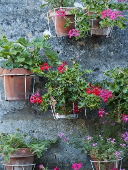 flowers in pots on wall in france
