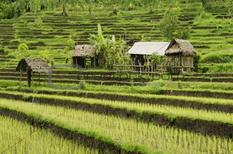 rice field landcape in bali indonesia