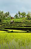 rice field landscape in bali indonesia