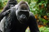 Gorilla mother carrying child