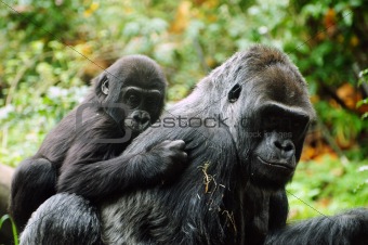 Gorilla mother and child
