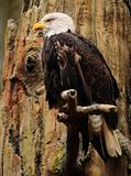 American eagle full-size portrait