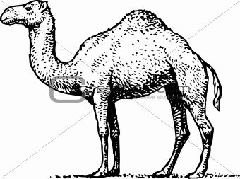 Camel — ship of the desert