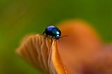 Blue beetle on the edge of a mushroom
